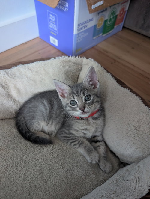 FLUTTER SHY - Domestic Medium Hair available for adoption