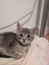 Flutter Shy - Photo 2