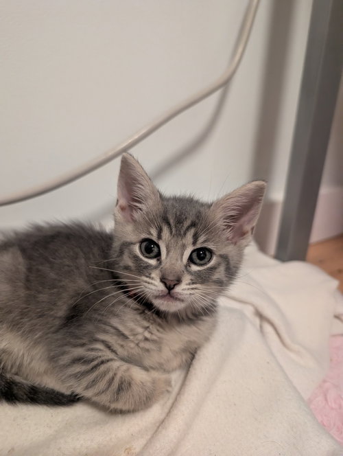 FLUTTER SHY - Domestic Medium Hair available for adoption