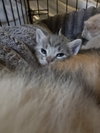 Flutter Shy - Photo 4