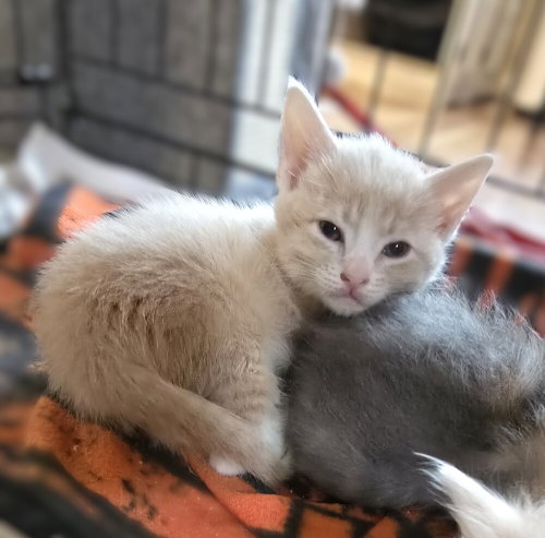 Rarity, Baby Domestic Medium Hair / Mixed (long coat), cat for adoption in San Rafael, California