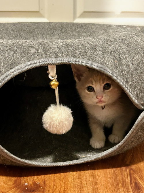 RARITY - Domestic Medium Hair available for adoption
