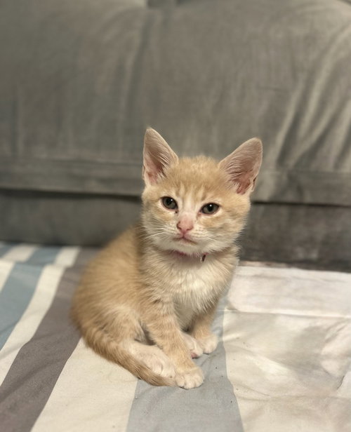 RARITY - Domestic Medium Hair available for adoption