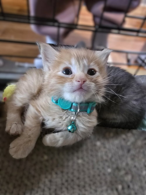 Pinkie pie, an adoptable Ragamuffin in Pacifica, CA