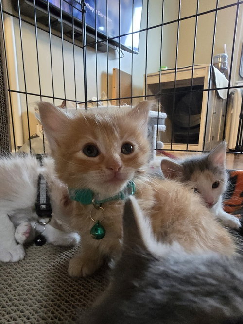 PINKIE PIE - Ragamuffin / Domestic Long Hair available for adoption