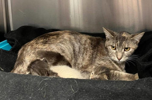 Nigel, Baby Domestic Short Hair (short coat), cat for adoption in San Rafael, California