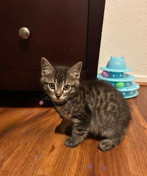Nigel., Baby Domestic Short Hair (short coat), cat for adoption in San Bruno, California