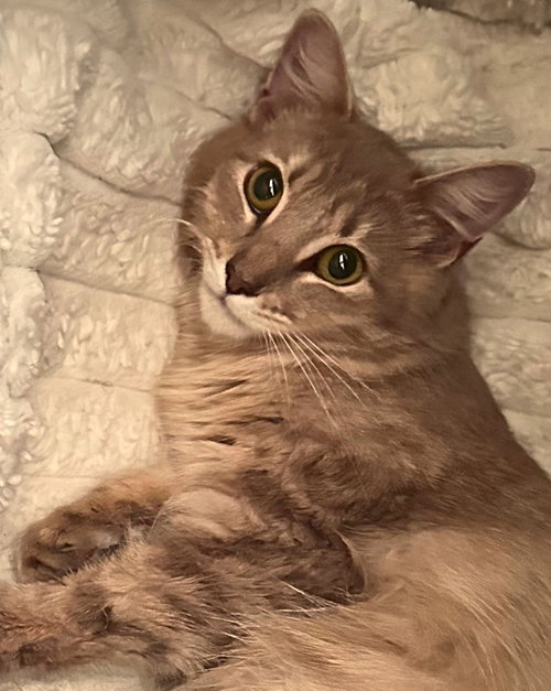 Marinara, Adult Maine Coon / Domestic Long Hair / Mixed (long coat), cat for adoption in San Rafael, California