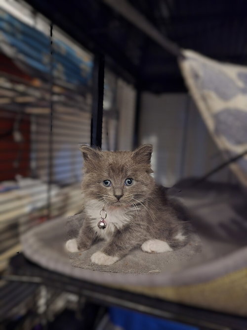 Bolognese, Baby Maine Coon / Ragamuffin / Mixed (long coat), cat for adoption in San Rafael, California