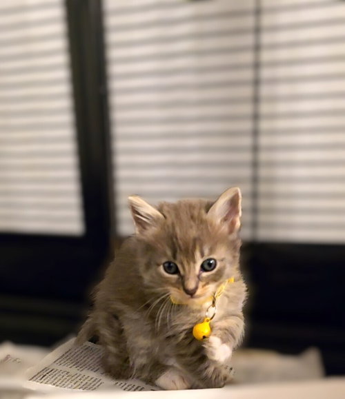 Frutti di Mare, Baby Maine Coon / Domestic Long Hair / Mixed (long coat), cat for adoption in San Rafael, California