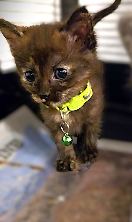 Risotto, Baby Domestic Short Hair / Domestic Short Hair / Mixed (short coat), cat for adoption in San Rafael, California