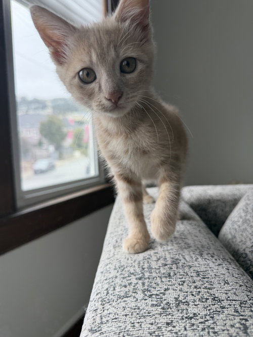 Grilled Cheese, Baby Domestic Short Hair (short coat), cat for adoption in San Bruno, California