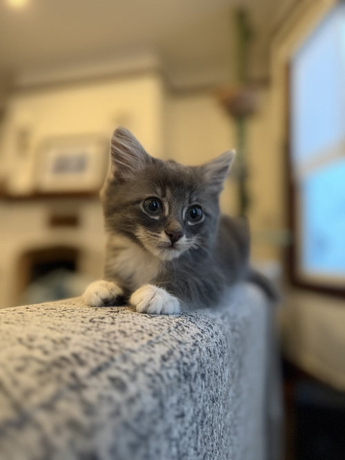 Tuna Melt, an adoptable Maine Coon in Pacifica, CA
