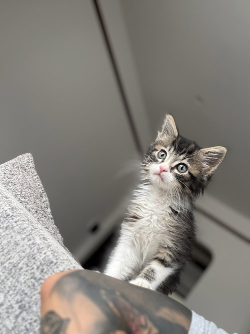 Panini, Baby Maine Coon / Domestic Long Hair (long coat), cat for adoption in San Bruno, California