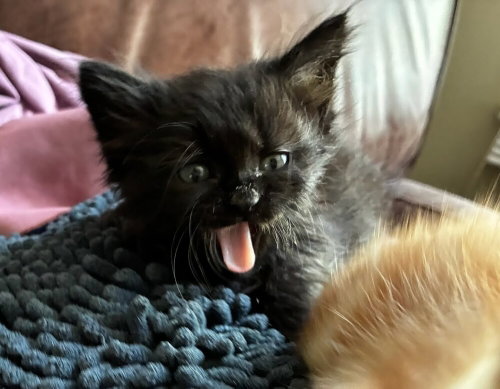 OCHACO - Domestic Long Hair / Maine Coon available for adoption
