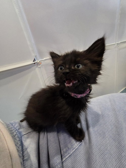 OCHACO - Domestic Long Hair / Maine Coon available for adoption
