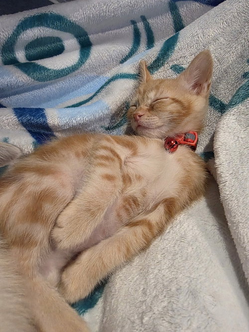 Deku, Baby Domestic Short Hair / Mixed (short coat), cat for adoption in San Bruno, California