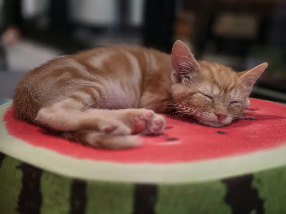 Deku - Domestic Short Hair