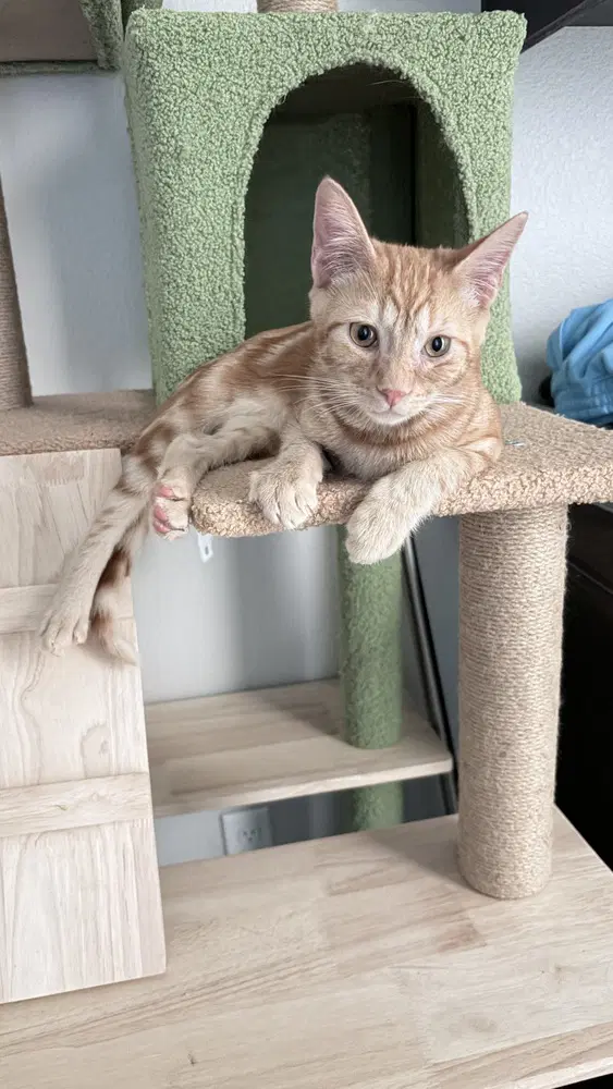 Deku - Domestic Short Hair