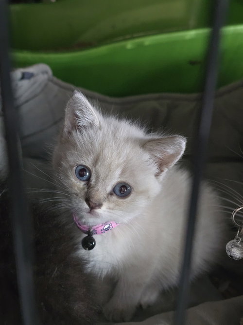 Fergie, Baby Siamese (short coat), cat for adoption in San Bruno, California