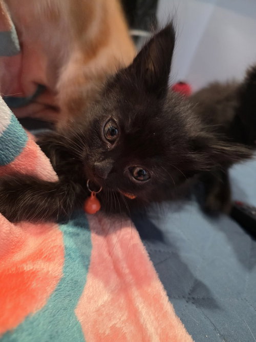 will i am, Baby Domestic Long Hair / Maine Coon (long coat), cat for adoption in Cupertino, California