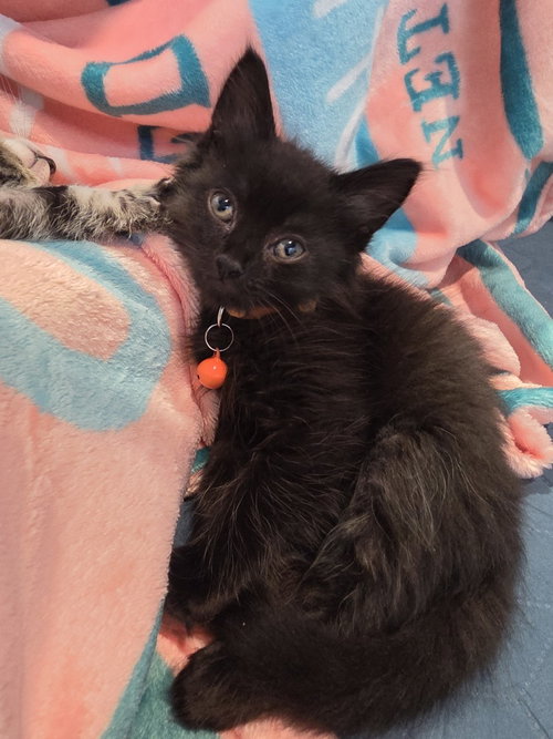 will i am, Baby Domestic Long Hair / Maine Coon (long coat), cat for adoption in San Bruno, California