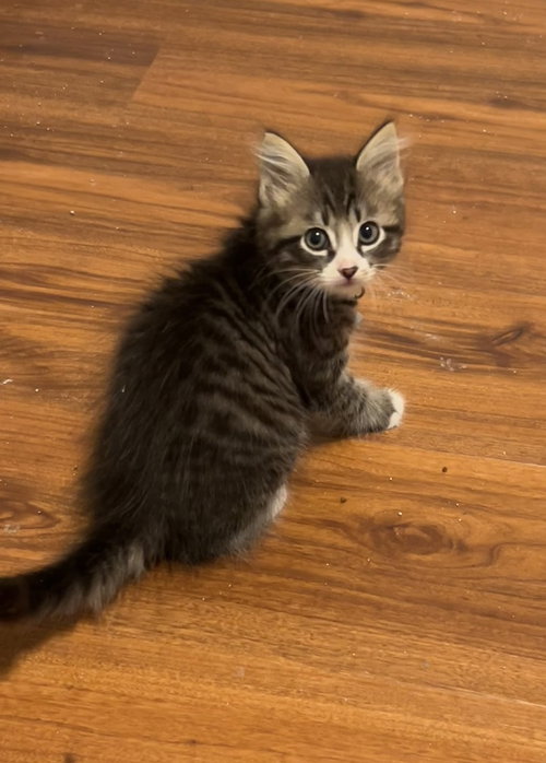 Sigma, Baby Ragamuffin / Domestic Long Hair / Mixed (long coat), cat for adoption in San Bruno, California