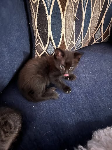 Colby Jack
