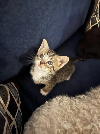 Queso