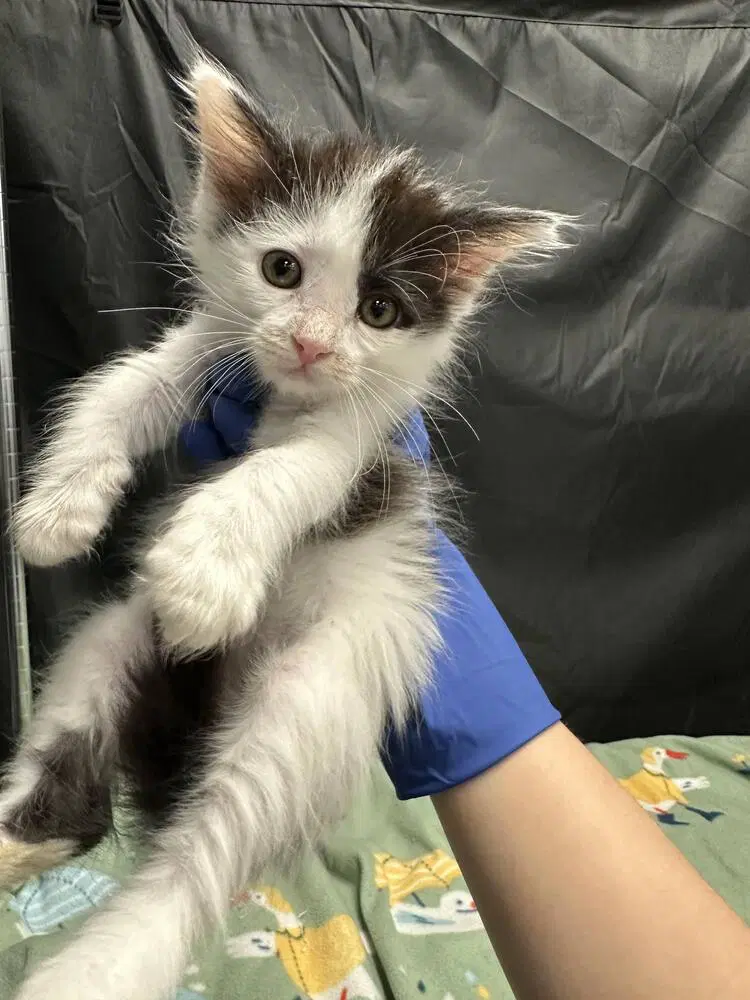 Messi - Domestic Long Hair