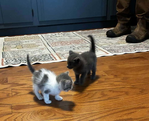Fry., Baby Domestic Short Hair (short coat), cat for adoption in Pacifica, California