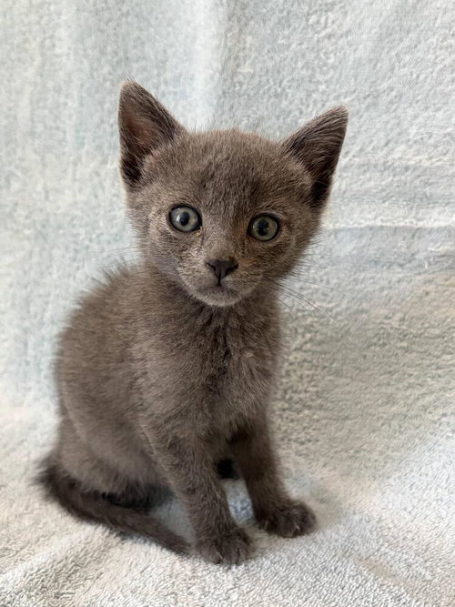 Leela., Baby Russian Blue / Domestic Short Hair (short coat), cat for adoption in Cupertino, California