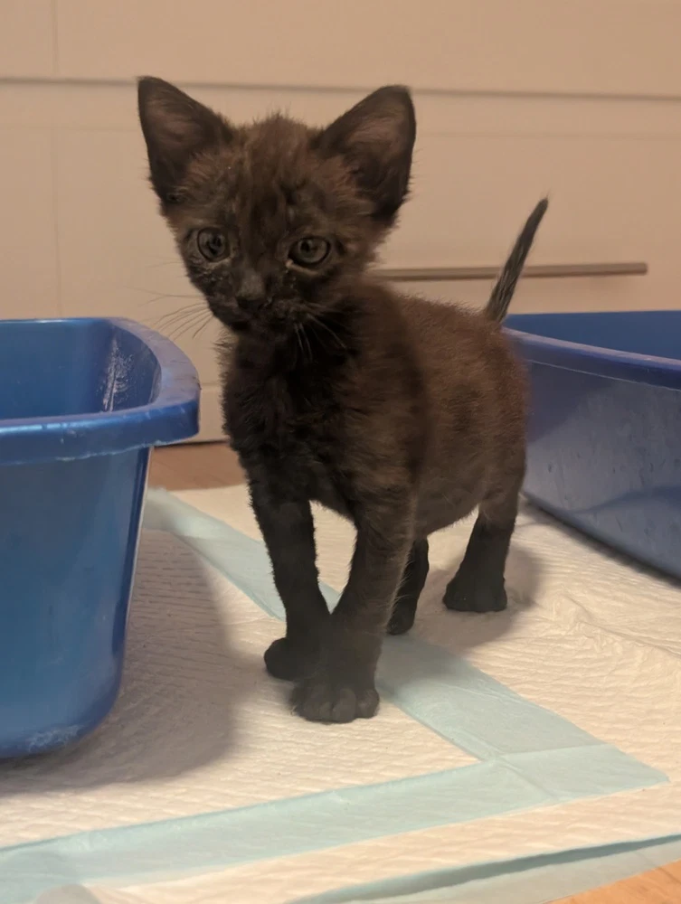 Boom Chocolatta