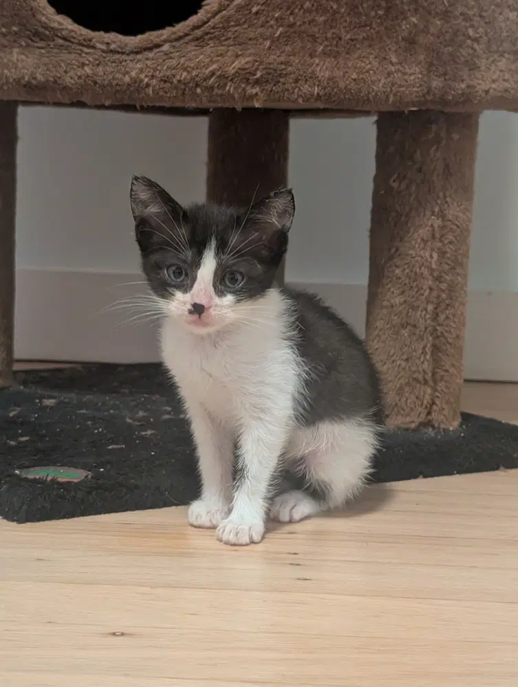 Milk And Cookies - Domestic Short Hair