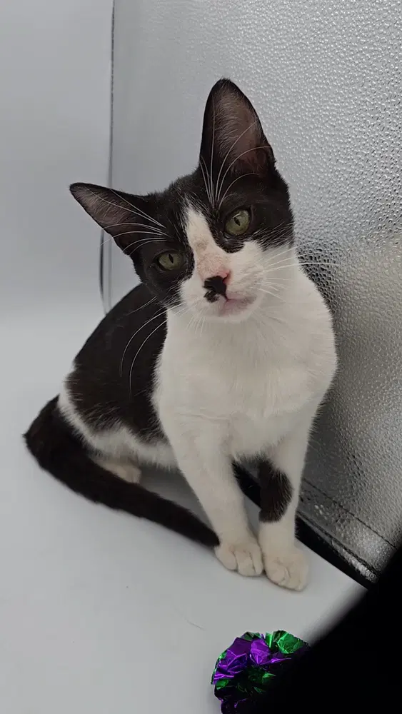 Milk And Cookies - Domestic Short Hair