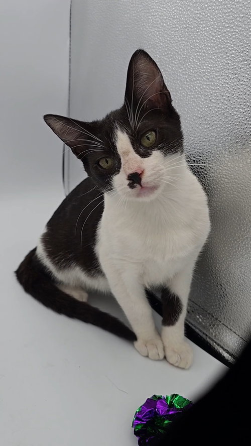 picture of the cat needing adoption