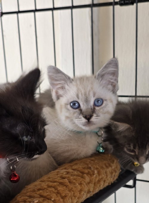Naomi, an adoptable Siamese in Pacifica, CA