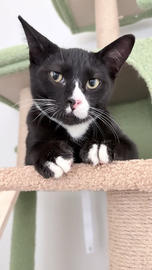 picture of the cat needing adoption