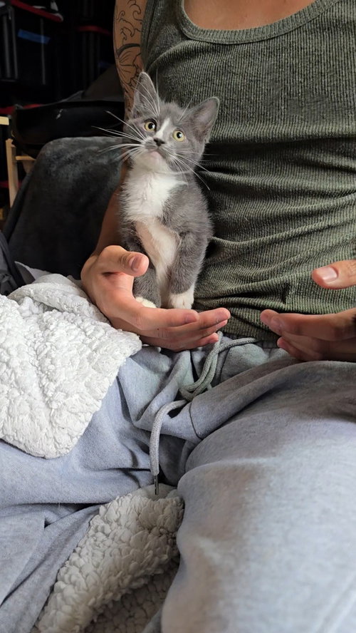 Daisy Duck, Baby Domestic Short Hair / Mixed (short coat), cat for adoption in Petaluma, California