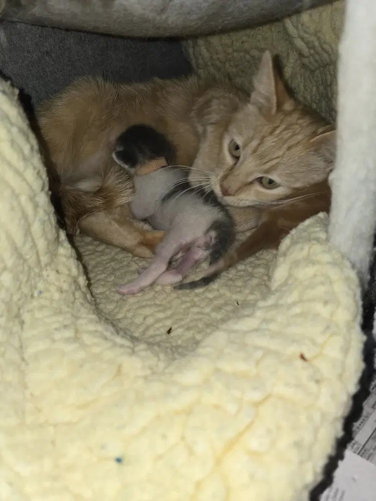 Peaches - Domestic Short Hair
