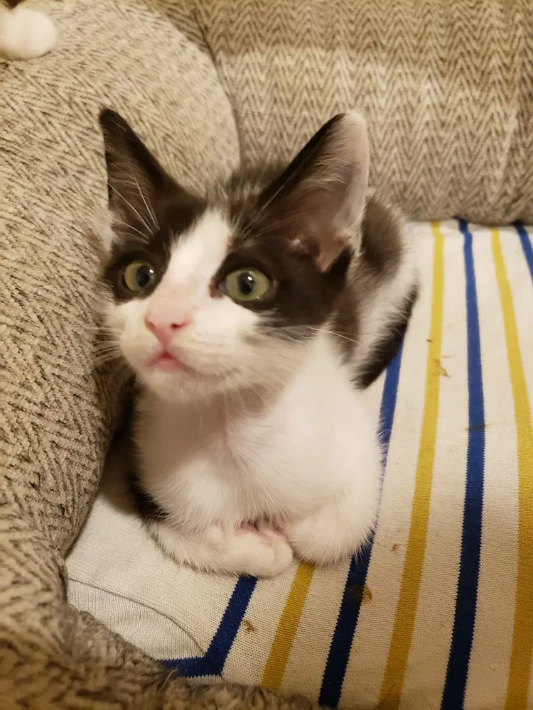 Maradona - Domestic Short Hair
