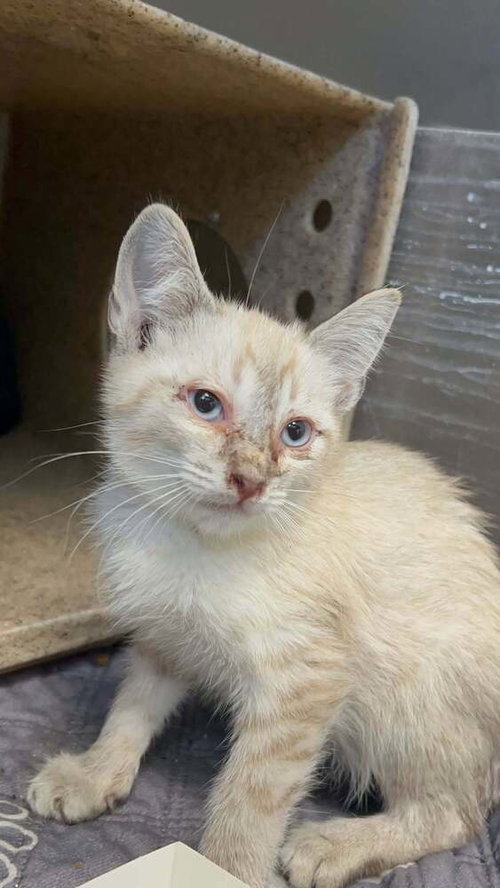 Karl, an adoptable Siamese in Pacifica, CA