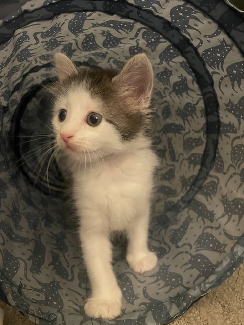 Rocky, an adoptable Domestic Medium Hair in Pacifica, CA