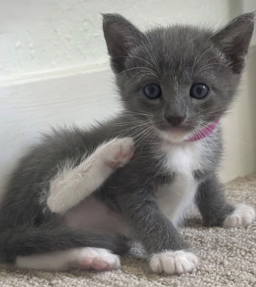 Eva, an adoptable Domestic Short Hair in Pacifica, CA
