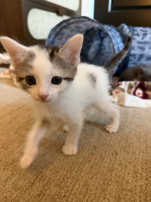 YÃ¡o Li-Jie, an adoptable Domestic Short Hair in Pacifica, CA