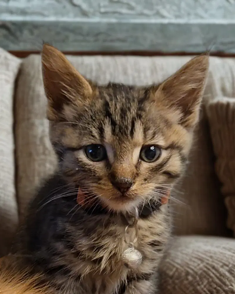Ayion - Domestic Medium Hair