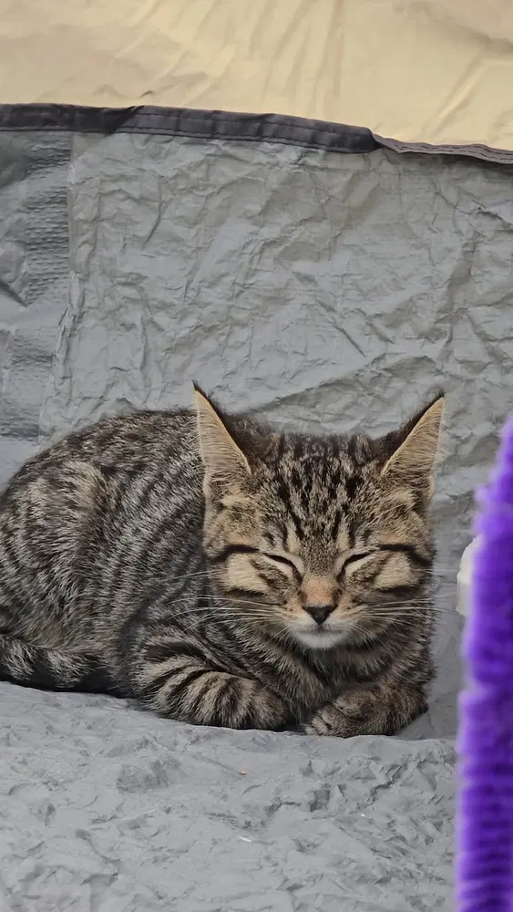 Ayion - Domestic Medium Hair