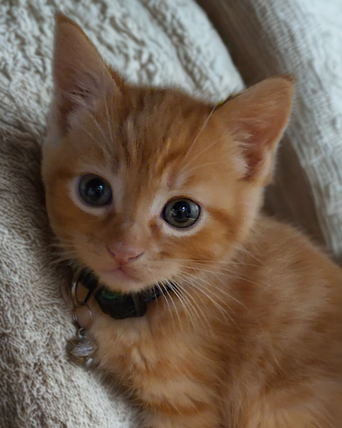 Ollie