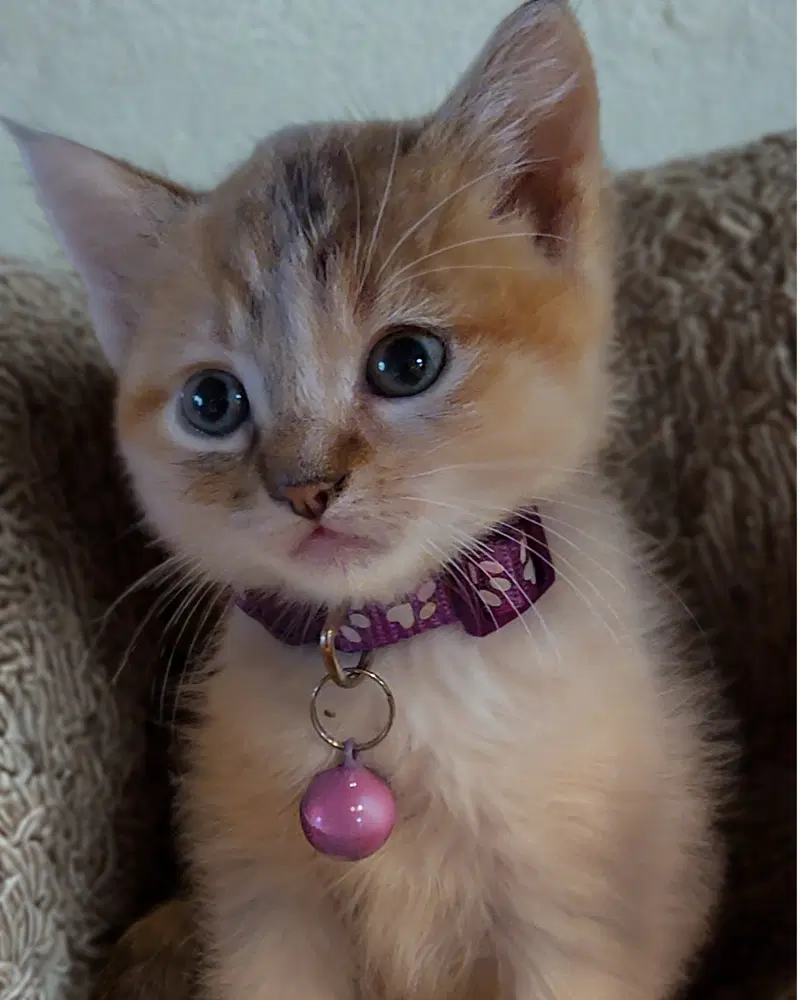 Izzy - Domestic Medium Hair
