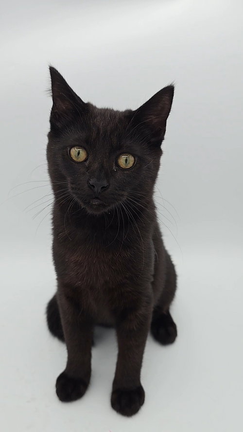 picture of the cat needing adoption